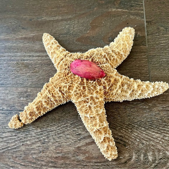Decorative Starfish Set with Pink Accent - Picture 7 of 13